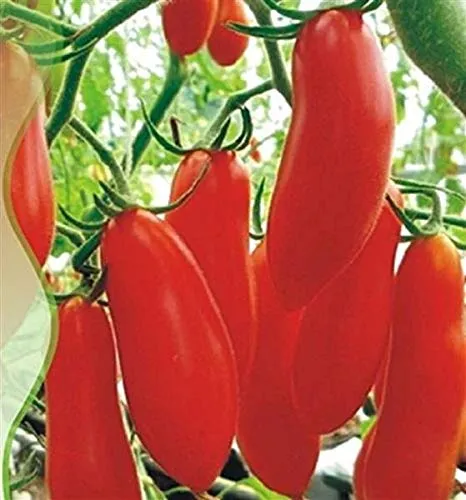 Stk - 50x Bananen Tomaten Banana Legs Flaschentomaten Gemüse Samen A434 - Seeds & Plants Shop by Ipsa