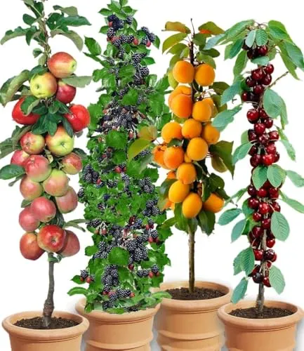 BALDUR Garten Säulen-Obst-Raritäten-Kollektion - Blumen & Pflanzen, platzsparende Säulenobstbäume für kleine Gärten, Balkone & Terrassen, winterhart und pflegeleicht, ideal für Obstliebhaber