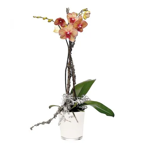 Orchideentopf weiss ø 12,5cm