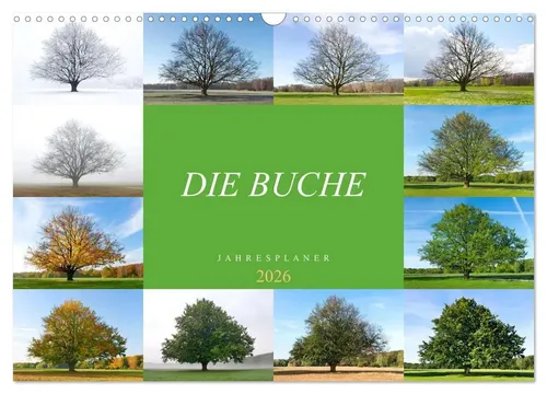 Tatjana Balzer | Die Buche: Jahresplaner 2026 (Wandkalender 2026 DIN A3...
