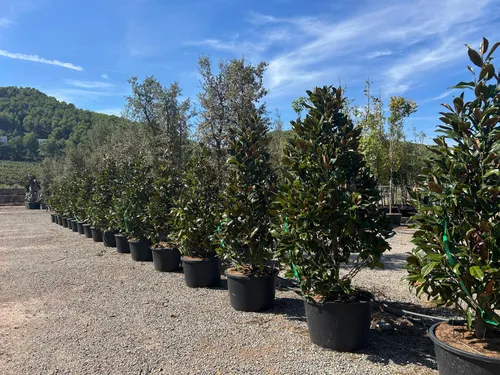 Sunny Tree - Magnolia Grandiflora ‘Gallisoniensis’ - 240 cm - Winterharter Magnolienbaum mit Weißen Blumen - Ideal für kleine Gärten oder Terrassen: Diese schlanke Magnolie erreicht eine Höhe von 240 cm und begeistert mit ihren weißen Blüten. Perfekt für eine ansprechende Gartenlandschaft.