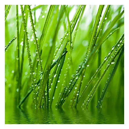 Bilderwelten Natur Fototapete 3D inkl. Kleister 240x240cm - Vliestapete Made in Germany - Dschungel Tapete Schlafzimmer - Gräser Tapete Natur - Wandtapete Natur Wohnzimmer Flur T_1985