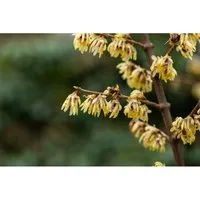 Chimonanthus Praecox Winterblüte Gelb 60–80 cm