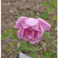 Historische Rose Adam Messerich 30-60cm