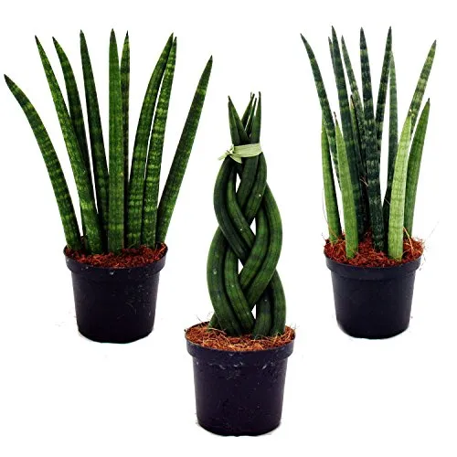 Exotenherz Sansevieria cylindrica 3er Set - Zimmerblumen - Pfiffiges 3er Set mit "Twister", "Spaghetti" und "Fächer". Pflegeleicht und ideal für jeden Raum.