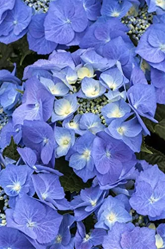 Hydrangea macrophylla 'Blaumeise' - Bauernhortensie mit blauen Blüten - Bauernhortensie mit strahlend blauen Blüten, ideal für Kübel und halbschattige Standorte. Pflegeleicht, winterhart bis -20 °C und zieht Schmetterlinge an. Perfekt für Gartenanfänger!