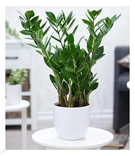 BALDUR Garten Zamioculcas - Pflegeleichte Glücksfeder - Zamioculcas, ca. 55-65 cm hoch, dekorative Zimmerpflanze für Halbschatten bis Schatten. Geringer Pflegeaufwand und Wasserbedarf, ideal für alle, die eine grüne Oase schaffen möchten.