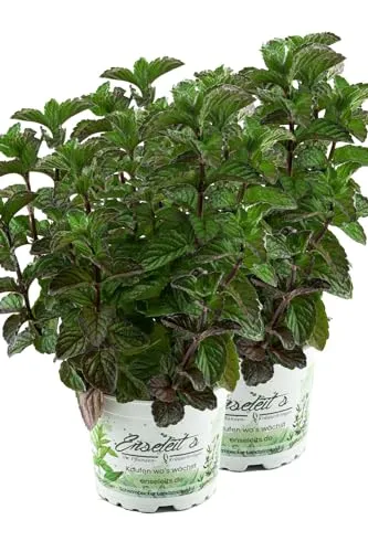 2er Set Grapefruit-Minze, Minze Pflanze, Winterhart (Mentha suaveolens x piperita)