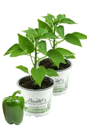 Grüner Paprika, Paprika Pflanze im 2er Set,2 grüne Paprikapflanzen im Topf