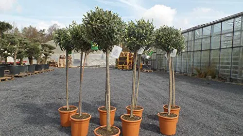 gruenwaren jakubik Olivenbaum Hochstamm 160-180 cm - Baumsamen & -pflanzen: Winterharter Olivenbaum in bester Qualität, ideal für mediterranes Flair im Garten. Maße: 160-180 cm hoch, perfekt für Kübelpflanzung.