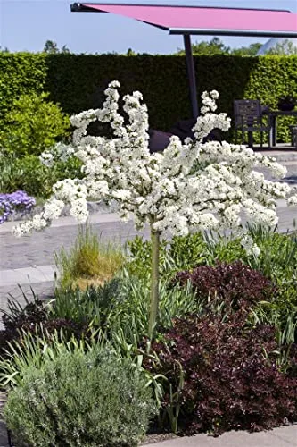 Malus 'Tina' - Kompakter Apfelbaum für Deinen Garten - Kompakter Apfelbaum mit weißen Blüten, ideal für sonnige, windgeschützte Standorte. Wuchsform kugelig, perfekt für kleine Gärten. Topfgröße 80-100 cm.