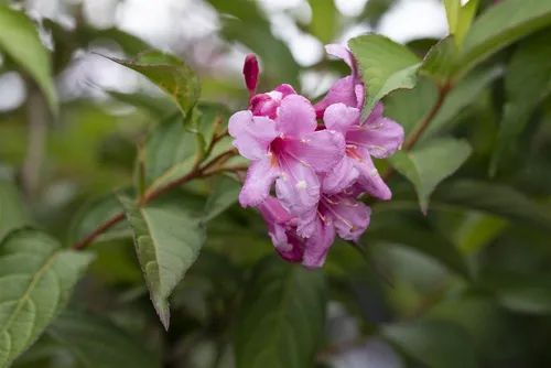 Weigela florida 'Picobella Rosa' - Pflegeleichte Weigelie mit rosa Blüten - Zartrosa Blütenpracht, bienenfreundlich und ideal für Rabatten. Pflegeleicht und winterhart bis -20 °C, perfekt für Gartenanfänger und kalte Klimazonen.