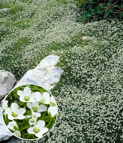 BALDUR Garten Winterhartes Sternmoos 9x9 cm - Immergrüner Bodendecker mit Sternblüten, ideal für pflegeleichte Gärten. Bildet dichte Teppiche und ist winterhart. Optimal für Sonne bis Halbschatten, mit geringem Pflegeaufwand.