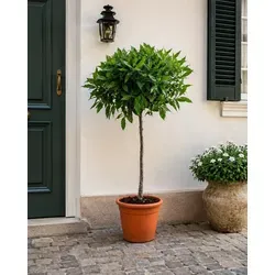 Laurus Nobilis Lorbeer Stämmchen 100–120 cm – Mediterrane Kübelpflanze für Balkon und Garten - Genießen Sie mediterranes Flair mit dem Laurus Nobilis Lorbeer Stämmchen. Diese robuste, immergrüne Kübelpflanze verleiht Ihrem Außenbereich Stil und ist ideal für sonnige Plätze. Perfekt als dekoratives Highlight!