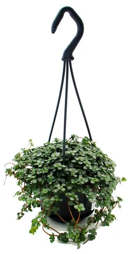 Pflegeleichte Mini-Ampelpflanze - Pilea glauca - Blaue Kanonierblume