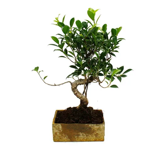 Exotenherz Zimmerbonsai Ficus in moderner Trendkeramik - Eleganter 8 Jahre alter Zimmerbonsai in Steinoptik, ideal für Ihr Zuhause. Die besondere Trendkeramik sorgt für optimale Wasserversorgung und verlängerte Gießintervalle.