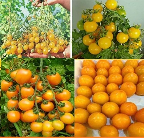 Stk - 25x Ciliegia Gialla Tomaten Gelb Gemüse Pflanzen - Samen A175 - Seeds & Plants Shop by Ipsa