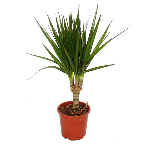 Exotenherz Drachenbaum Dracaena marginata – Pflegeleichte Zimmerpflanze für jedes Zuhause - Der Drachenbaum ist die perfekte Wahl für pflegeleichte Zimmerpflanzen. Ideal für helle bis halbschattige Standorte, robust und anpassungsfähig. Top-Gärtner-Qualität mit einer Höhe von ca. 50 cm.