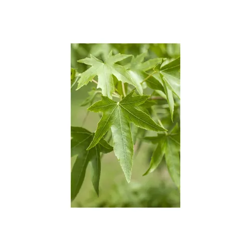 Liquidambar styraciflua, Amberbaum, 125-150 cm