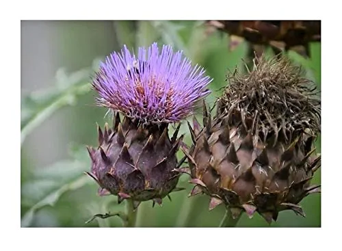 Stk - 10x Cardy EKO Cynara Cardunculus Artischocke Gemüse Pflanzen - Samen KS180 - Seeds & Plants Shop by Ipsa