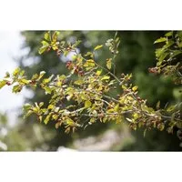 Crataegus monogyna 60-100 cm