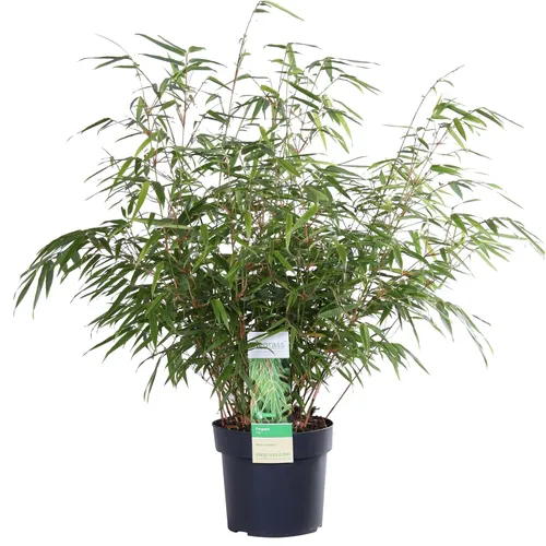 Hoogeveen Fargesia Rufa - 60 cm, Ø19 cm