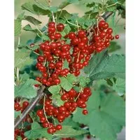 Rote Johannisbeere Ribes Rubrum Jonkheer Van Tets 60 cm - Ertragreicher Beerenstrauch mit leuchtend roten Trauben, ideal für Garten und Balkon. Robust und pflegeleicht, überzeugt durch gesunde Blätter und frühe Ernte ab Juni.