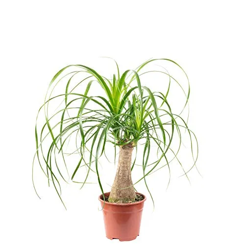 Beaucarnea a 1 tronco - Pianta da Interno Facile da Curare - Kakteen - Migliora il clima interno, richiede poca acqua e cresce bene in mezz'ombra. Ideale per soggiorni e uffici, altezza 40 cm e diametro vaso 14 cm.
