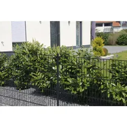 Home Deluxe Doppelstabmattenzaun anthrazit 2400 mm x 50 m - Gartenzäune - Robuster Doppelstabmattenzaun in elegantem Anthrazit, ideal für eine sichere und stilvolle Einfriedung von Grundstücken.