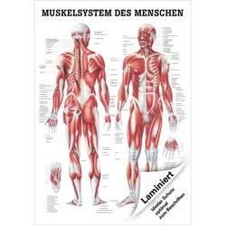 Menschliches Muskelsystem Lehrtafel Anatomie 100x70 cm medizinische Lehrmittel, Laminiert