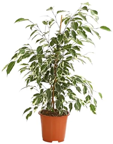 Dehner Birkenfeige Forever, Ficus benjamina, 50-60 cm, Zimmerpflanze im Topf - Vielseitige Zimmerpflanze mit kleinen, bunten Blättern, ideal für sonnige und halbschattige Standorte. Perfekt als dekorativer Solitär für Ihr Zuhause. Topfgröße: Ø 14 cm.