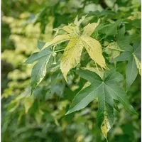 Hochstamm Amberbaum Silver King 80-100cm - Liquidambar styraciflua