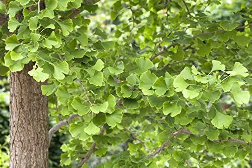 Ginkgo biloba - Fächerblattbaum, goldgelbe Herbstfärbung für Kübel und Gärten - Baumsamen & -pflanzen, robust und pflegeleicht, ideal für kleine Gärten oder als Bonsai, frosthart bis -20 °C und ein echter Blickfang mit goldgelben Blättern im Herbst.