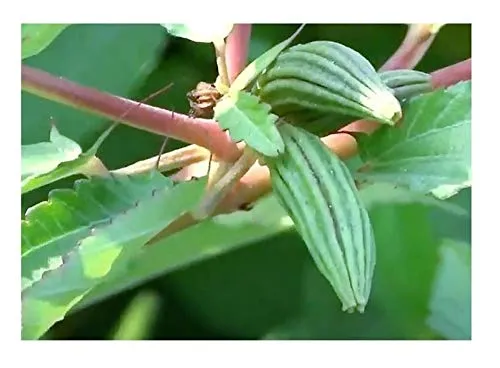 Stk - 25x Corchorus olitorius Judenpappel Jute Muskraut Gemüse Samen ID28 - Seeds & Plants Shop by Ipsa