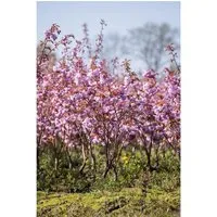 Prunus serrulata 'Kanzan' - Japanische Blütenkirsche mit rosa Blüten - Üppige Blütenpracht im Frühling, ideal für Gärten und Parks. Pflegeleicht, winterhart bis -20 °C und zieht Bienen und Schmetterlinge an.