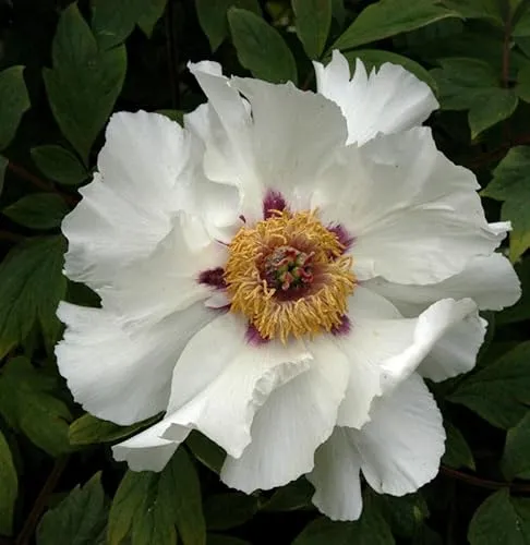 Strauchpfingstrose Weiß - Paeonia suffruticosa - Schöne Gartenpflanze mit üppigen Blüten von Mai bis Juni. Wächst bis zu 150 cm hoch und bringt Farbe in jeden Garten. Ideal für natürliche Freilandaufzucht.