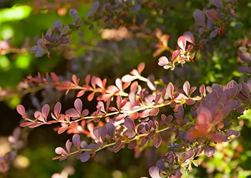 Berberis thunbergii 'Atropurpurea' 15-20 cm – Winterhart, Mehrjährig, Pflegeleicht – Blutberberitze – Heckenpflanze für Garten & Sichtschutz