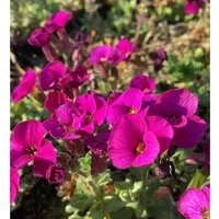 Blaukissen Bressingham Red - Aubrieta