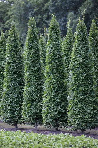 Säulen-Hainbuche Carpinus betulus Fastigiata – 1 Stück - Elegante Säulenform für Gärten und Höhlen. Ideal für sonnige bis halbschattige Standorte, robust und pflegeleicht.