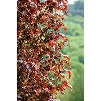 Pflanzen für Dich Gehölze Fagus syl. Rohan Obelisk - Rotbuche - Pflanzenkästen & Spaliere, Säulenförmige Rotbuche für sonnige bis halbschattige Standorte, ideal als Sichtschutz oder dekorativer Akzent im Garten.