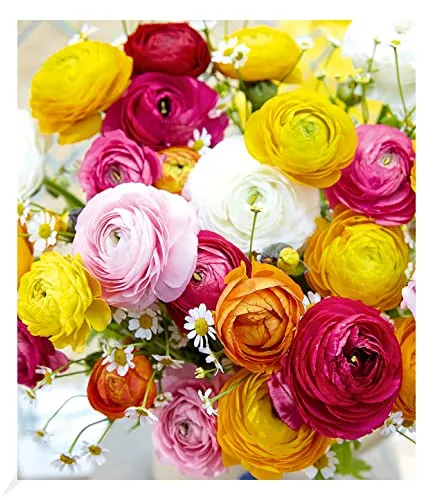 BALDUR Garten 10x Gefüllte Ranunkeln, Zwiebeln mit Umfang 4-5 cm, Blumenzwiebeln, Ranunculus asiaticus, winterhart, Wasserbedarf gering, blühend, Schnittblume, Frühjahrsblüher