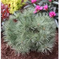 Zwergseidenkiefer Minima 25-30cm - Pinus strobus