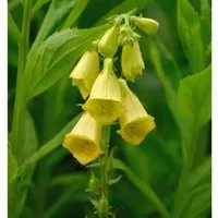 Großblütiger Fingerhut - Digitalis grandiflora