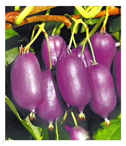 BALDUR Garten Kiwi Ken's Red® (inkl. Befruchter) 2 Pflanzen Actinidia arguta Kiwipflanze winterhart, mehrjährig, Actinidia arguta, reiche Ernte an essbaren Früchten, Obst-Rarität