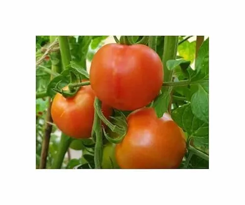 Stk - 10x Tomaten Fandango F1 Fleischtomate Gemüse Pflanzen - Samen F-S356 - Seeds & Plants Shop by Ipsa