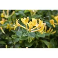 Lonicera Heckrottii Geißblatt Duftend 40–60 cm