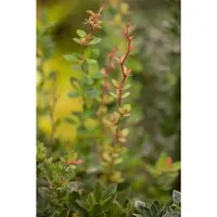 Berberis Buxifolia Nana Polster-Berberitze Kompakt 15–20 cm
