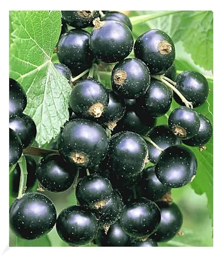 BALDUR Garten 1x Johannisbeere 'Schwarze Titania', Pflanze im 2 Liter-Topf, Ribes nigrum Johannisbeerstrauch, Beerenobst winterhart, pflegeleicht, selbstfruchtend, reiche Ernte an essbaren Früchten