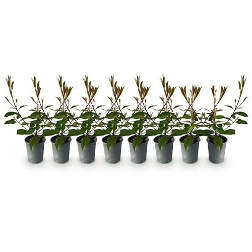 GreenboutiQ - Heckenpflanzen - Photnia fraseri Red Robin - Blatt rot grün - 8 Pflanzen - 1 laufender Meter - immergrün - Topf 9cm Höhe 30-35cm