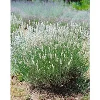 Lavandula Angustifolia Nana Alba Echter Lavendel Ca. 9x9 cm Topf